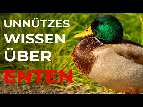 Unnützes Wissen über Enten lyteCache.php?origThumbUrl=https%3A%2F%2Fi.ytimg.com%2Fvi%2F_w6RnDMYzuc%2F0 