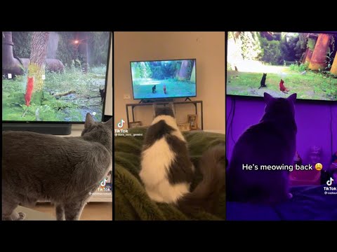 So reagieren Katzen auf das Videospiel "Stray" lyteCache.php?origThumbUrl=https%3A%2F%2Fi.ytimg.com%2Fvi%2F_yFCcCFZkvs%2F0 