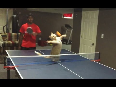 Katzen, die Tischtennis mitspielen wollen lyteCache.php?origThumbUrl=https%3A%2F%2Fi.ytimg.com%2Fvi%2FaLEJqXxfwxs%2F0 