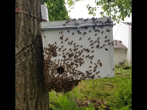 Wie ein Bienenschwarm nach und nach in eine Falle umzieht lyteCache.php?origThumbUrl=https%3A%2F%2Fi.ytimg.com%2Fvi%2FahC2nu9wPDM%2F0 