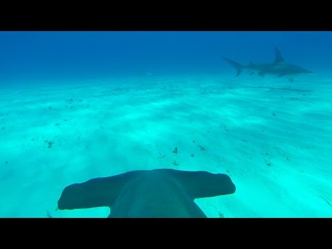 Hammerhai mit GoPro im Meer lyteCache.php?origThumbUrl=https%3A%2F%2Fi.ytimg.com%2Fvi%2FauUxD3Qe3FU%2F0 