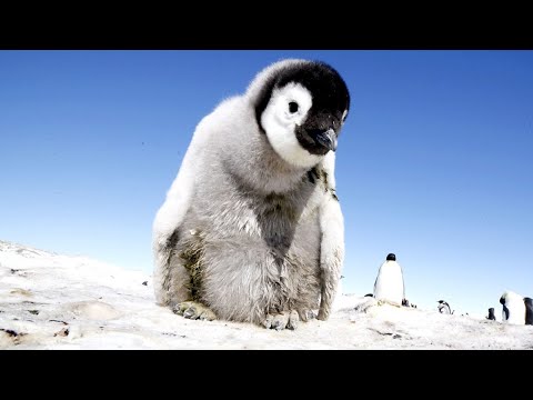 Pinguin-Roboter-Kamera filmt schlüpfende Küken lyteCache.php?origThumbUrl=https%3A%2F%2Fi.ytimg.com%2Fvi%2FbCxjB03-Hfg%2F0 