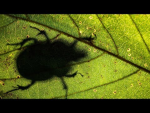 Ein Video voll schöner Naturliebe: "LIFE - Chapitre 2" lyteCache.php?origThumbUrl=https%3A%2F%2Fi.ytimg.com%2Fvi%2FbIXRlSjgBIs%2F0 