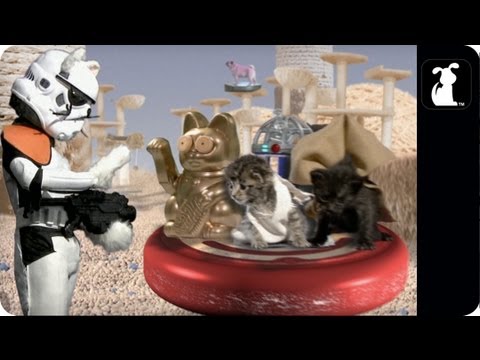 Star Wars with cute kittens lyteCache.php?origThumbUrl=https%3A%2F%2Fi.ytimg.com%2Fvi%2FcdFI95Sbnnc%2F0 