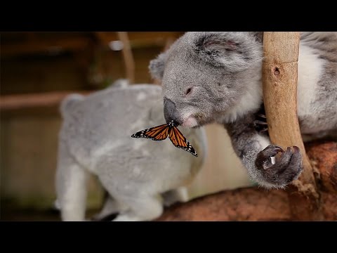 Schmetterling wird Star beim Koala-Fotoshooting lyteCache.php?origThumbUrl=https%3A%2F%2Fi.ytimg.com%2Fvi%2Fch-sxElzF3A%2F0 