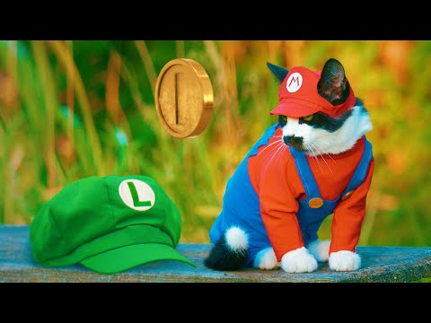 Super Mario Cats lyteCache.php?origThumbUrl=https%3A%2F%2Fi.ytimg.com%2Fvi%2FcijXcKxluZ8%2F0 