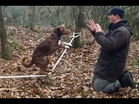 Dieser Hund kann besser slacklinen als ich lyteCache.php?origThumbUrl=https%3A%2F%2Fi.ytimg.com%2Fvi%2Fd4afy5q2cSM%2F0 