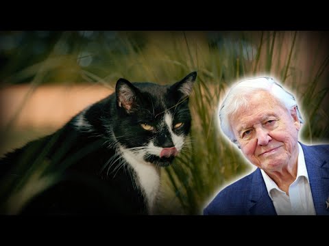 David Attenborough kommentiert das langweilige Alltagsleben einer Hauskatze lyteCache.php?origThumbUrl=https%3A%2F%2Fi.ytimg.com%2Fvi%2FeTb-7Gn-63o%2Fhqdefault 