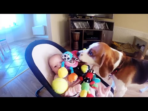 Hund entschuldigt sich bei Baby lyteCache.php?origThumbUrl=https%3A%2F%2Fi.ytimg.com%2Fvi%2FeV8k2cpAptU%2F0 