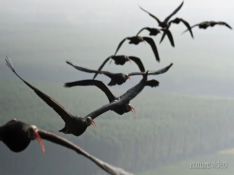 Warum fliegen Vögel eigentlich in V-Formation? lyteCache.php?origThumbUrl=https%3A%2F%2Fi.ytimg.com%2Fvi%2FfKkzqk3RMLc%2F0 