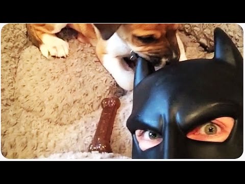 Neue BatDad Vine-Compilations lyteCache.php?origThumbUrl=https%3A%2F%2Fi.ytimg.com%2Fvi%2FfSY1wNK1kY8%2F0 