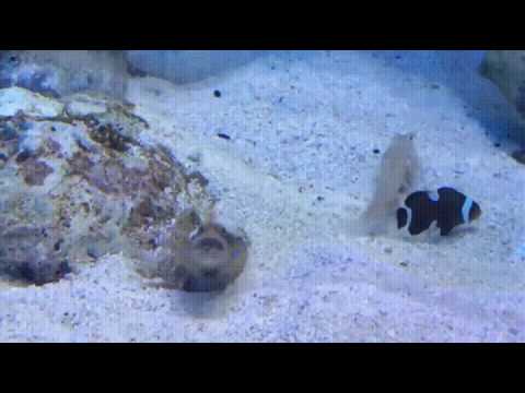 Nur zwei Fische, die sich mit Sand bespucken lyteCache.php?origThumbUrl=https%3A%2F%2Fi.ytimg.com%2Fvi%2FhFZssdcWmSM%2F0 