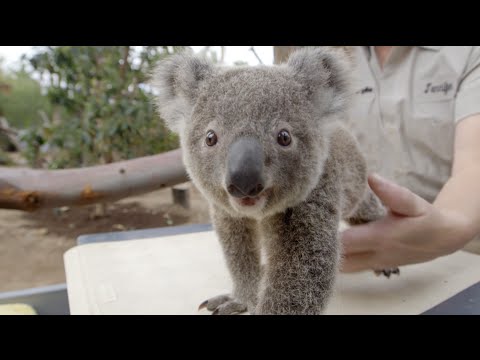 Koala-Baby-Wiegen lyteCache.php?origThumbUrl=https%3A%2F%2Fi.ytimg.com%2Fvi%2Fi1V8Rt5sq4A%2F0 