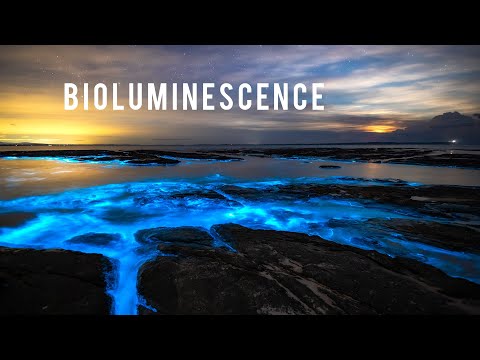 Exotische Biolumineszenz in Australien lyteCache.php?origThumbUrl=https%3A%2F%2Fi.ytimg.com%2Fvi%2FiD_6d2yN3g0%2F0 