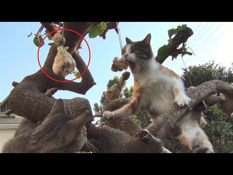 Nur ein paar Katzen und am Baum hängende Hähnchenkeulen lyteCache.php?origThumbUrl=https%3A%2F%2Fi.ytimg.com%2Fvi%2FiKCuxACGiYY%2F0 