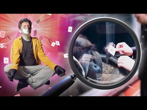 Captain Disillusion erklärt den Orang-Utan-Kartentrick lyteCache.php?origThumbUrl=https%3A%2F%2Fi.ytimg.com%2Fvi%2Fj6tbG6b6xRg%2F0 