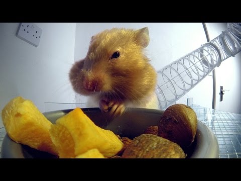 Geröntgte Hamsterbackentaschen lyteCache.php?origThumbUrl=https%3A%2F%2Fi.ytimg.com%2Fvi%2FjbYBGKSxyac%2F0 