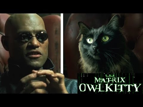 OwlKitty packt seine Katze in Serien, Filme und Musikvideos lyteCache.php?origThumbUrl=https%3A%2F%2Fi.ytimg.com%2Fvi%2FjvDRfb60nwI%2F0 