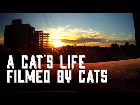 Von Katzen erstelltes Video: Cat Diaries lyteCache.php?origThumbUrl=https%3A%2F%2Fi.ytimg.com%2Fvi%2Fk0PduP7PXx0%2F0 