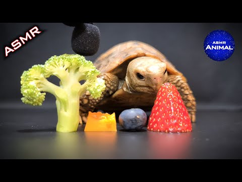 ASMR: Einer Schildkröte beim Futtern zuhören lyteCache.php?origThumbUrl=https%3A%2F%2Fi.ytimg.com%2Fvi%2FlArqN_zu5tw%2F0 