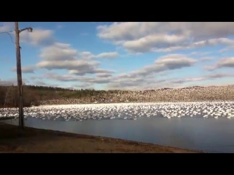 10.000 Gänse machen gemeinsam den Abflug lyteCache.php?origThumbUrl=https%3A%2F%2Fi.ytimg.com%2Fvi%2FmhvA4a7nALo%2F0 