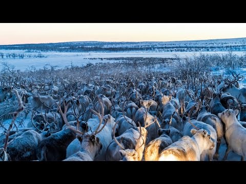 Drohnen-Aufnahmen einer Rentier-Herde lyteCache.php?origThumbUrl=https%3A%2F%2Fi.ytimg.com%2Fvi%2Fn4C5qMZ1sYE%2F0 