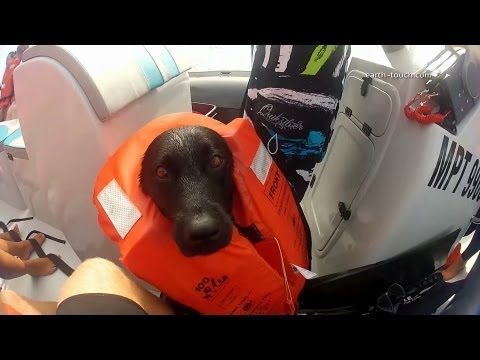 Wohlfühlfaktor 10: Hund schwimmt mit Delphinen lyteCache.php?origThumbUrl=https%3A%2F%2Fi.ytimg.com%2Fvi%2FnrhD8JPn7Vo%2F0 