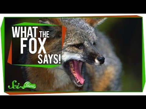 What does the fox denn nu really say? lyteCache.php?origThumbUrl=https%3A%2F%2Fi.ytimg.com%2Fvi%2Fnuw6YBn6pnk%2F0 