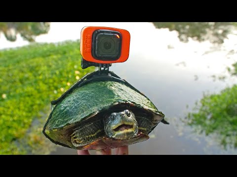 An Tag am Teich aus der Sicht einer Schildkröte lyteCache.php?origThumbUrl=https%3A%2F%2Fi.ytimg.com%2Fvi%2FoYfpcX9DPFw%2F0 