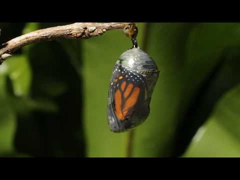 Timelapse-Video eines schlüpfenden Schmetterlings lyteCache.php?origThumbUrl=https%3A%2F%2Fi.ytimg.com%2Fvi%2FpgtmlVqCKxc%2F0 