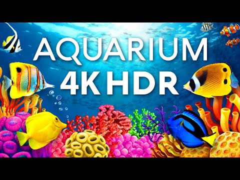 8 Stunden Korallenriff-Aquarium lyteCache.php?origThumbUrl=https%3A%2F%2Fi.ytimg.com%2Fvi%2FppeWG-oiJkg%2F0 