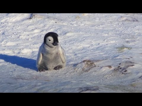 Ein kleiner Pinguin auf der Suche nach neuen Freunden lyteCache.php?origThumbUrl=https%3A%2F%2Fi.ytimg.com%2Fvi%2Fq3uXXh1sHcI%2F0 