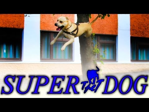 Parkour Dog lyteCache.php?origThumbUrl=https%3A%2F%2Fi.ytimg.com%2Fvi%2FqPyP_7Xuqr0%2F0 