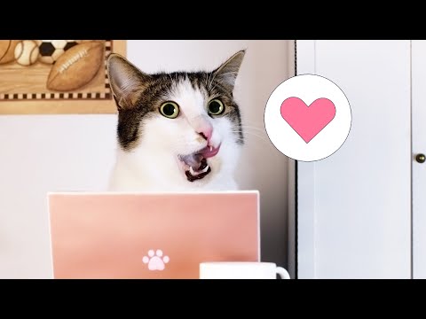 Wenn Katzen Online-Dating-Plattformen nutzen würden lyteCache.php?origThumbUrl=https%3A%2F%2Fi.ytimg.com%2Fvi%2Fr3E0AaNBtHo%2F0 