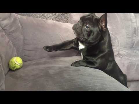 Bulldogge kann Tennisball nicht erreichen lyteCache.php?origThumbUrl=https%3A%2F%2Fi.ytimg.com%2Fvi%2FsVqTQqnds20%2F0 