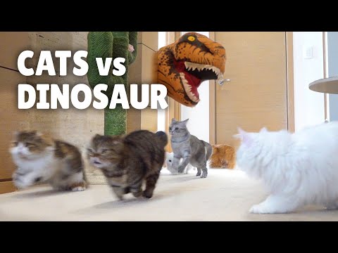 Katzen vs. Dinosaurier lyteCache.php?origThumbUrl=https%3A%2F%2Fi.ytimg.com%2Fvi%2FsaZFIuXU5W8%2F0 