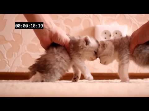 Crash Test Kittens - Zusammenprall der Kätzchen lyteCache.php?origThumbUrl=https%3A%2F%2Fi.ytimg.com%2Fvi%2Fu011XHmYq1Q%2F0 