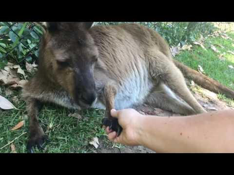 Durch einen australischen Zoo Händeschütteln lyteCache.php?origThumbUrl=https%3A%2F%2Fi.ytimg.com%2Fvi%2Fu7HyeNike80%2F0 