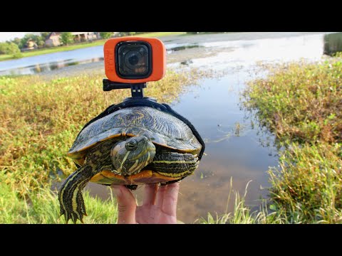 Eine GoPro an eine Schildkröte binden und an ihrem Leben teilhaben lyteCache.php?origThumbUrl=https%3A%2F%2Fi.ytimg.com%2Fvi%2FvIn7OdemcXo%2F0 