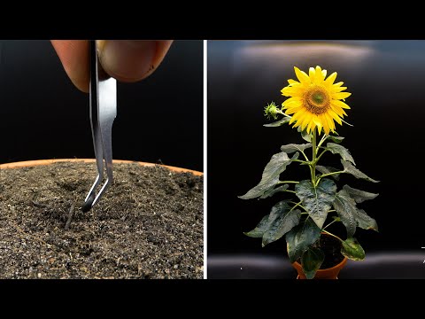 Aufwachsen einer Sonnenblume im Timelapse-Video lyteCache.php?origThumbUrl=https%3A%2F%2Fi.ytimg.com%2Fvi%2Fx5mHzwEOpp4%2F0 