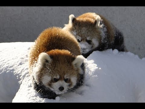 Rote Pandas spielen im Schnee lyteCache.php?origThumbUrl=https%3A%2F%2Fi.ytimg.com%2Fvi%2Fy6GaPkkGZGw%2F0 