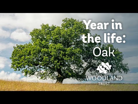 Baum-Timelapse: Das Jahr einer Eiche in 15 Sekunden lyteCache.php?origThumbUrl=https%3A%2F%2Fi.ytimg.com%2Fvi%2FzdKYWiVy9FY%2F0 