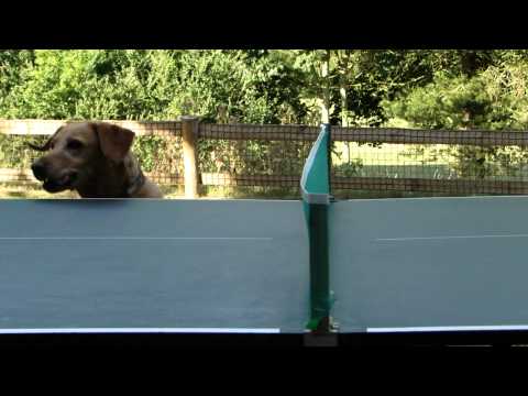 Hund verrückt nach Tischtennis