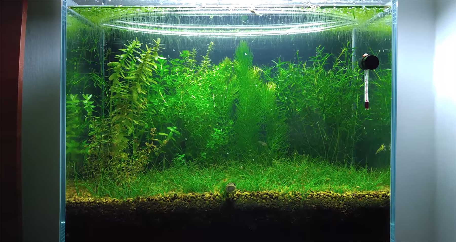 Aquarium sechs Monate ohne Pumpe und Filter stehen lassen - Quell der Flora  und Fauna