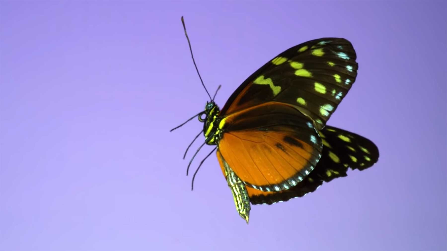 Fliegende Schmetterlinge in Superzeitlupe - Schöne Eleganz