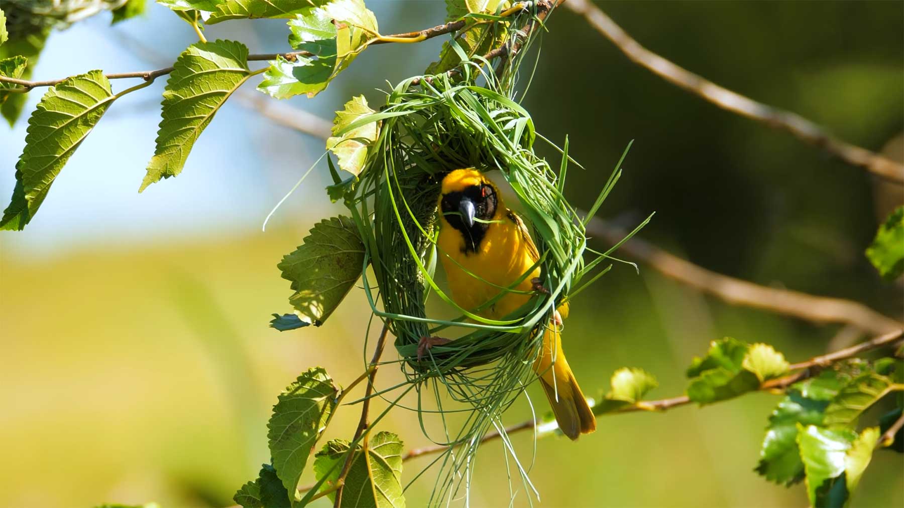 Wie der Bayaweber ein hängendes Nest baut