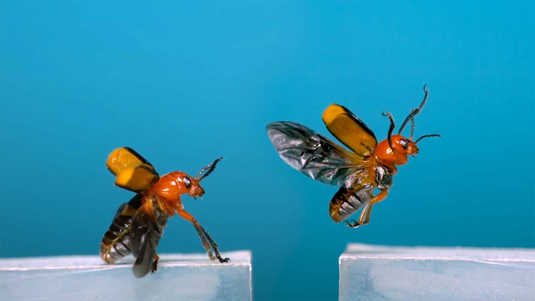 Fliegende Käfer in Superzeitlupe & Nahaufnahme
