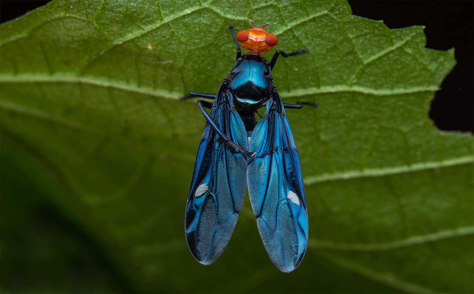 Insekten-Nahaufnahmen von Frank Deschandol Frank-Deschandol-tierfotografien 