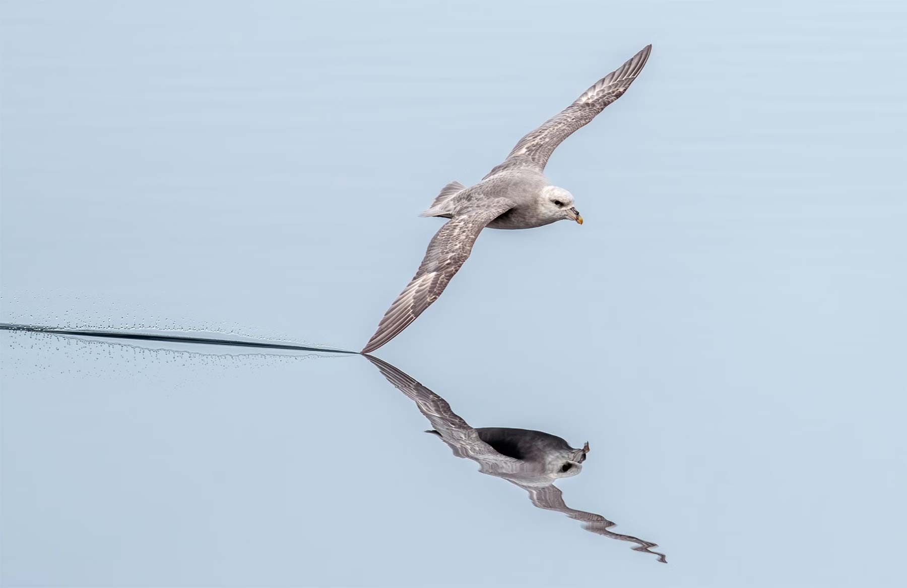 Tolle Vogel-Fotografie von Tom Nickels Tom-Nickels-fotografie-voegel 