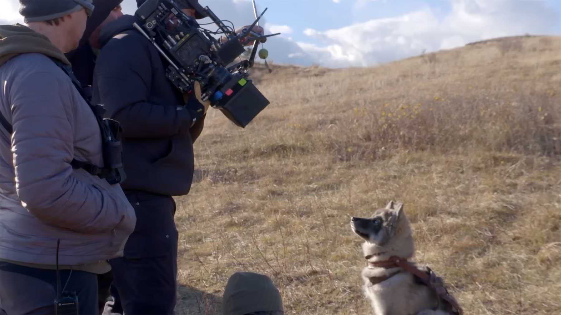 Wie Hunde in Filmen "schauspielern" hunde-in-filmen-schauspielern 